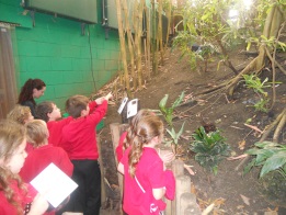 Rainforest creatures at Tropical World.