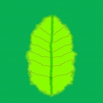 amazing leafEliLily