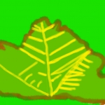 leafsChristopherAmy