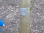 Clay Faces at Forest School